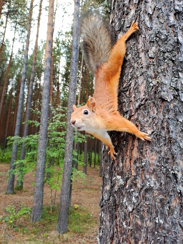 Белка на сосне