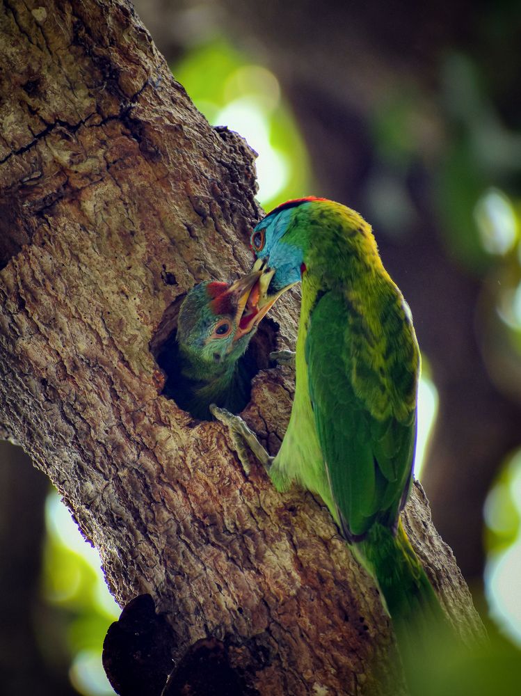Blue throated barbets