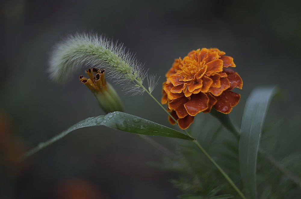 Photograph by Анатолий Святой