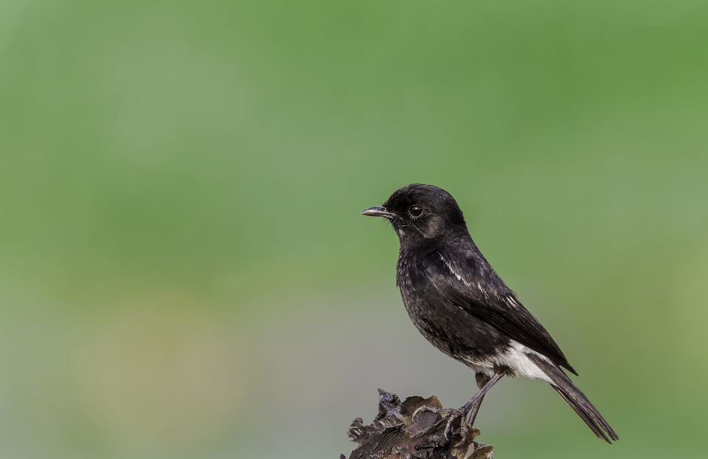 Pied Bush Chat