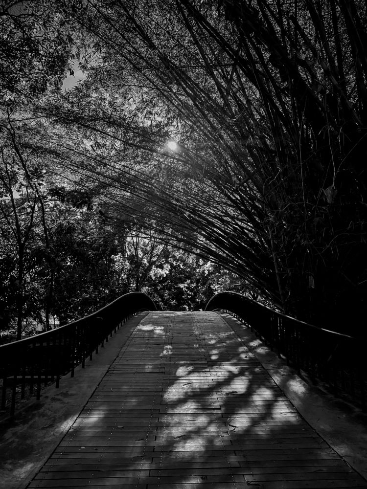 The bridge of life