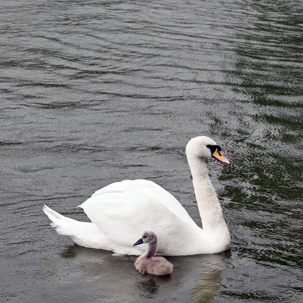 Photograph by Алексей Гордеев