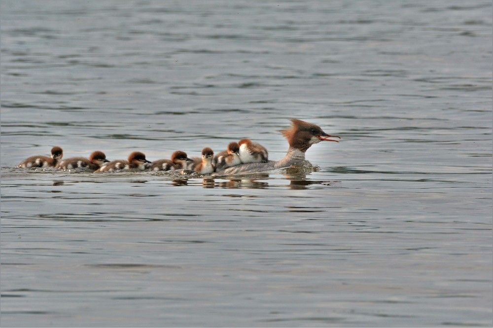 Photograph by Анатолий Каминский