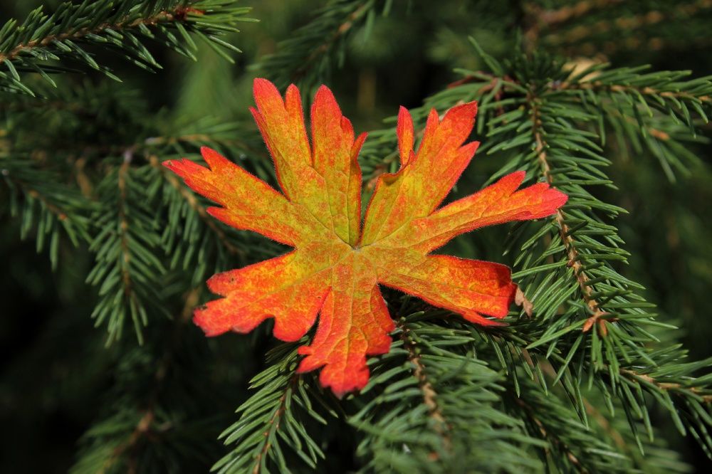 Photograph by Анастасия Чадина