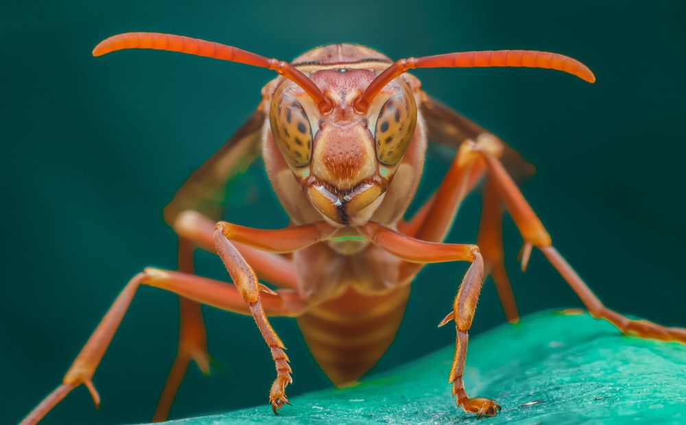 Photograph by Mark Kineth Casindac