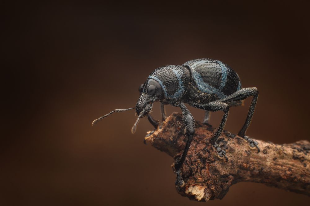 Blue and Black Weevil