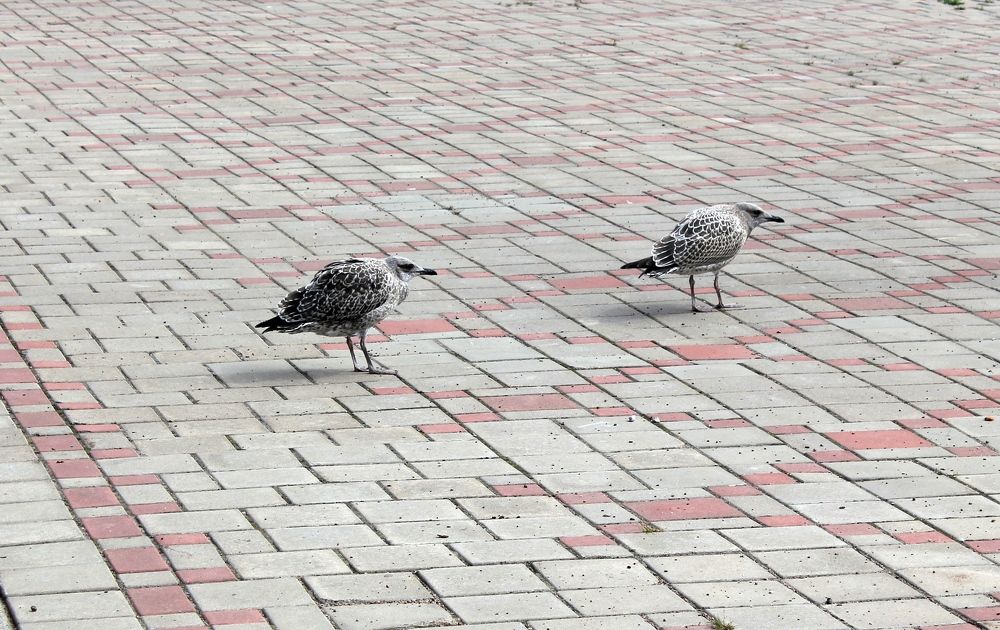 Photograph by Olga Bagaeva