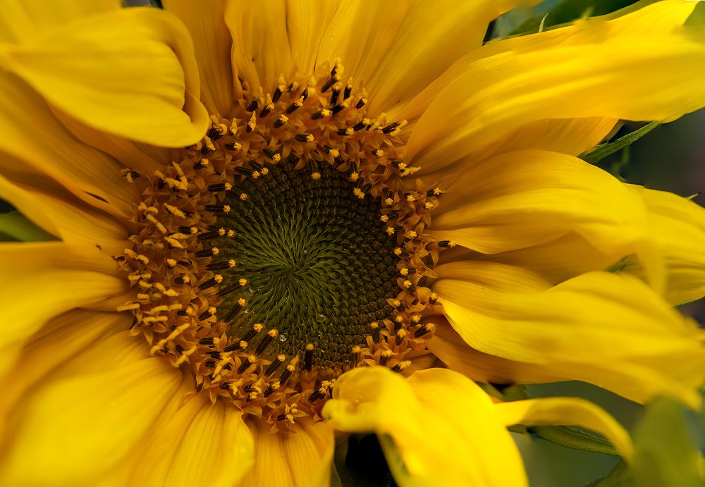 Photograph by Дроздова Наталья