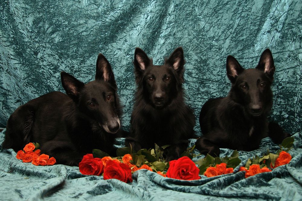 Фотография автора Надежда Лисицына