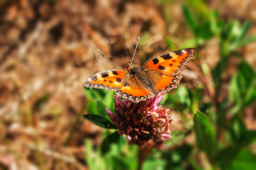 Photograph by Татьяна Семенова