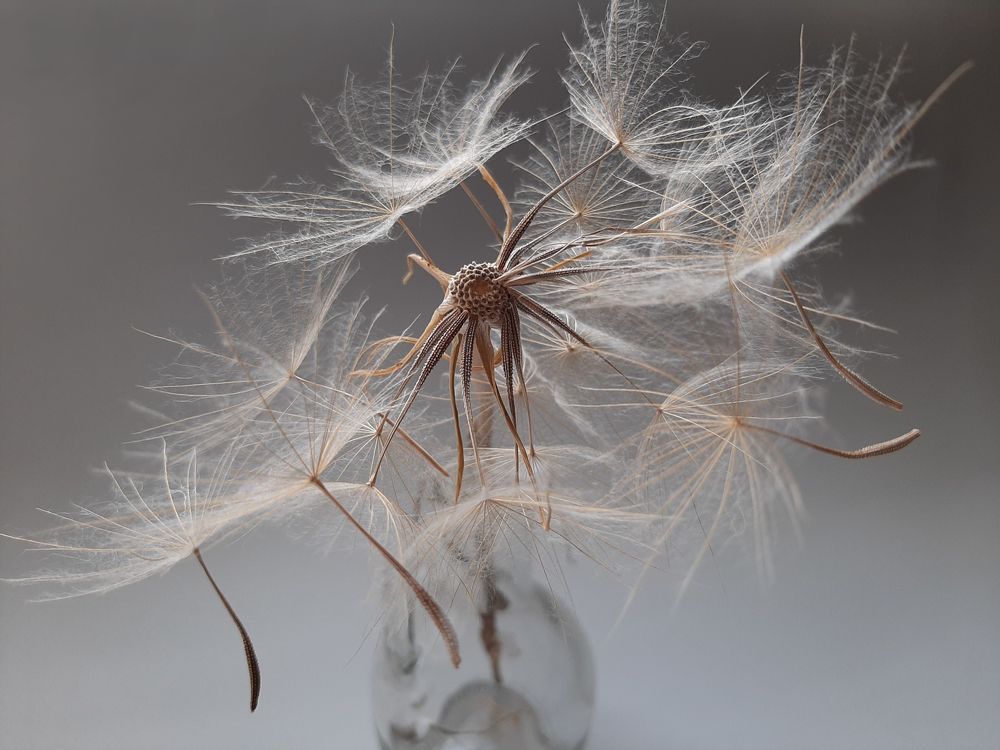 Козлобородник №2