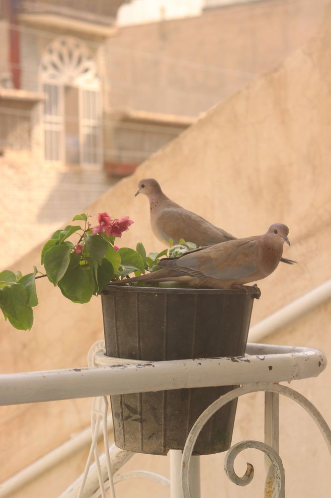 birds in love
