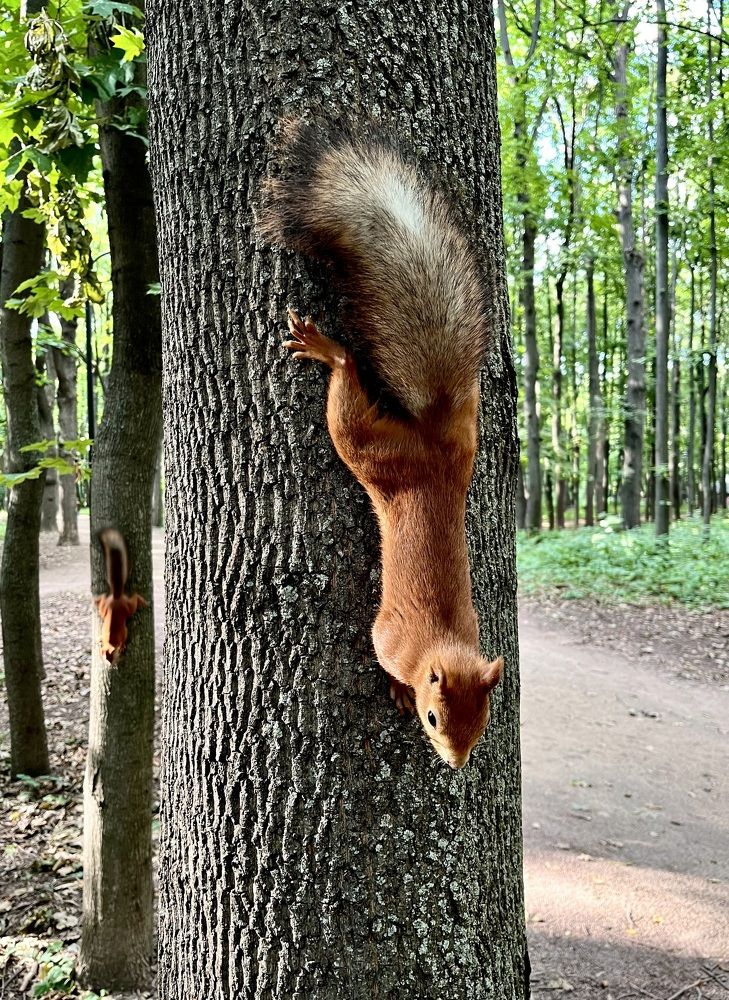 Синхронистки