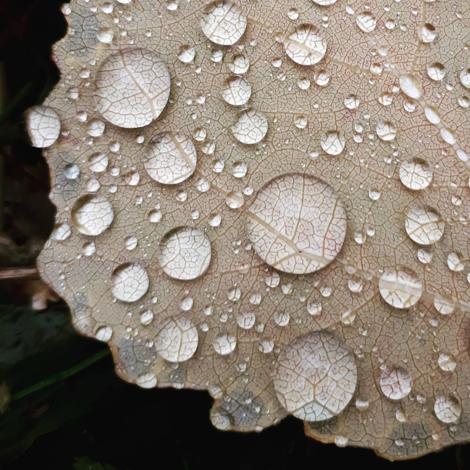 Photo #9460336