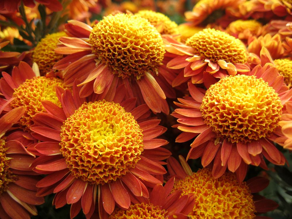 Photograph by Алёна Шкуратова