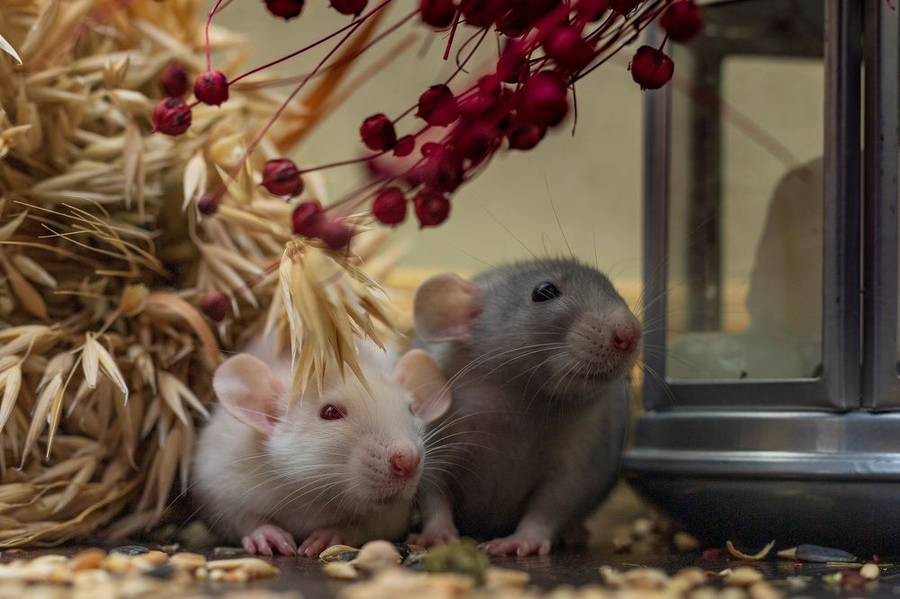 Photograph by Виктория   Никонова