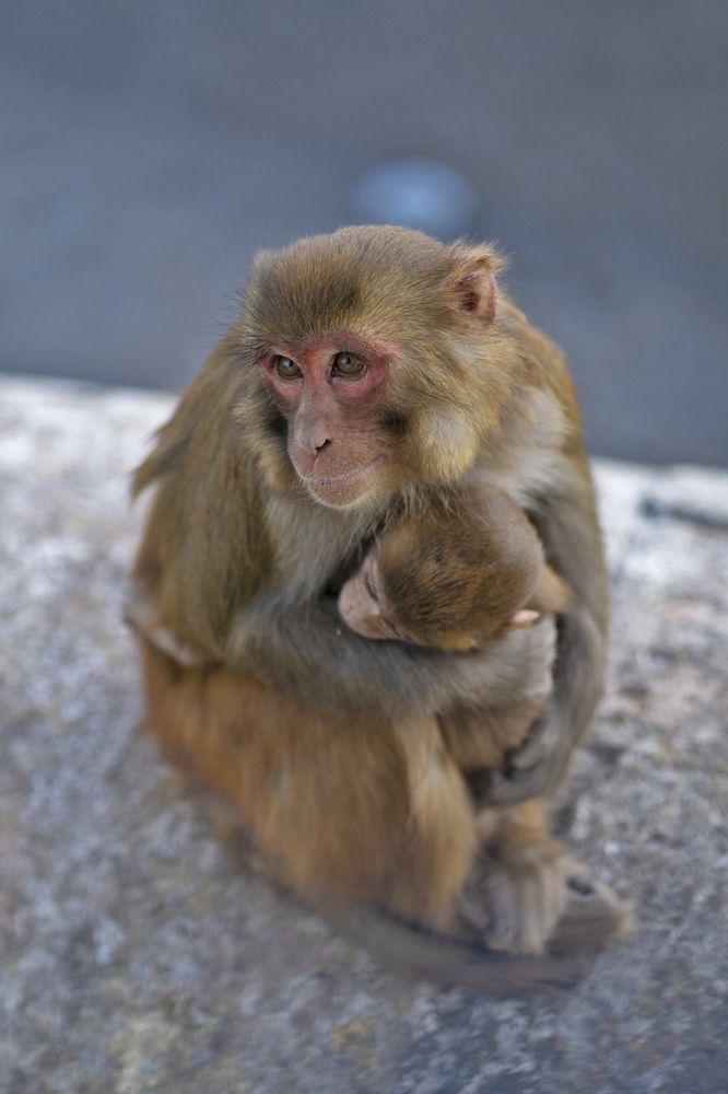 Photograph by Poshan Shakya