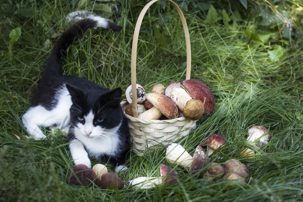 Photograph by Татьяна Шахматова