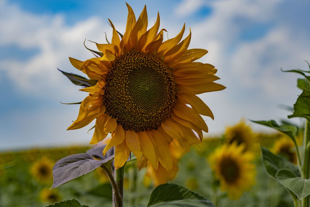 подсолнух на фоне неба