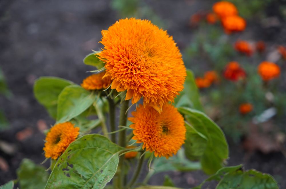 Махровый подсолнух