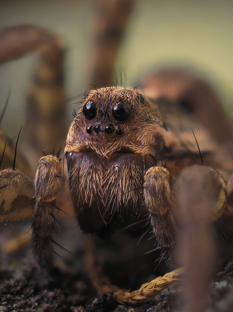 Wolf spider Alopecosa sp.