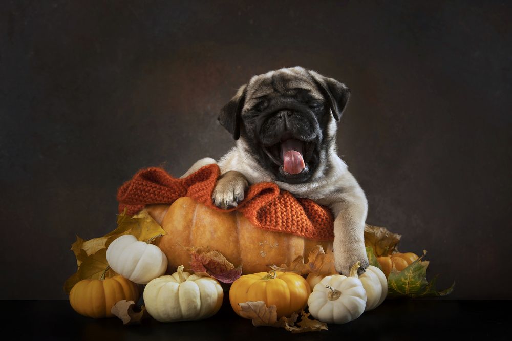 Photograph by ALLA YURYEVNA