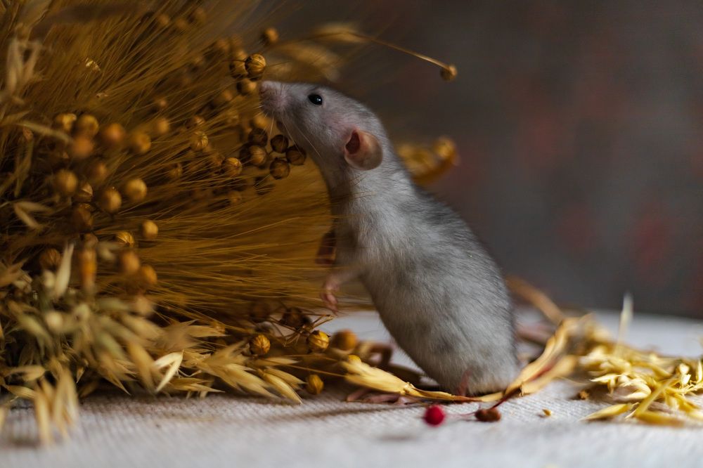 Photograph by Виктория   Никонова