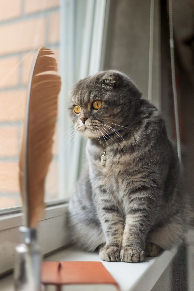 Photograph by Виктория   Никонова