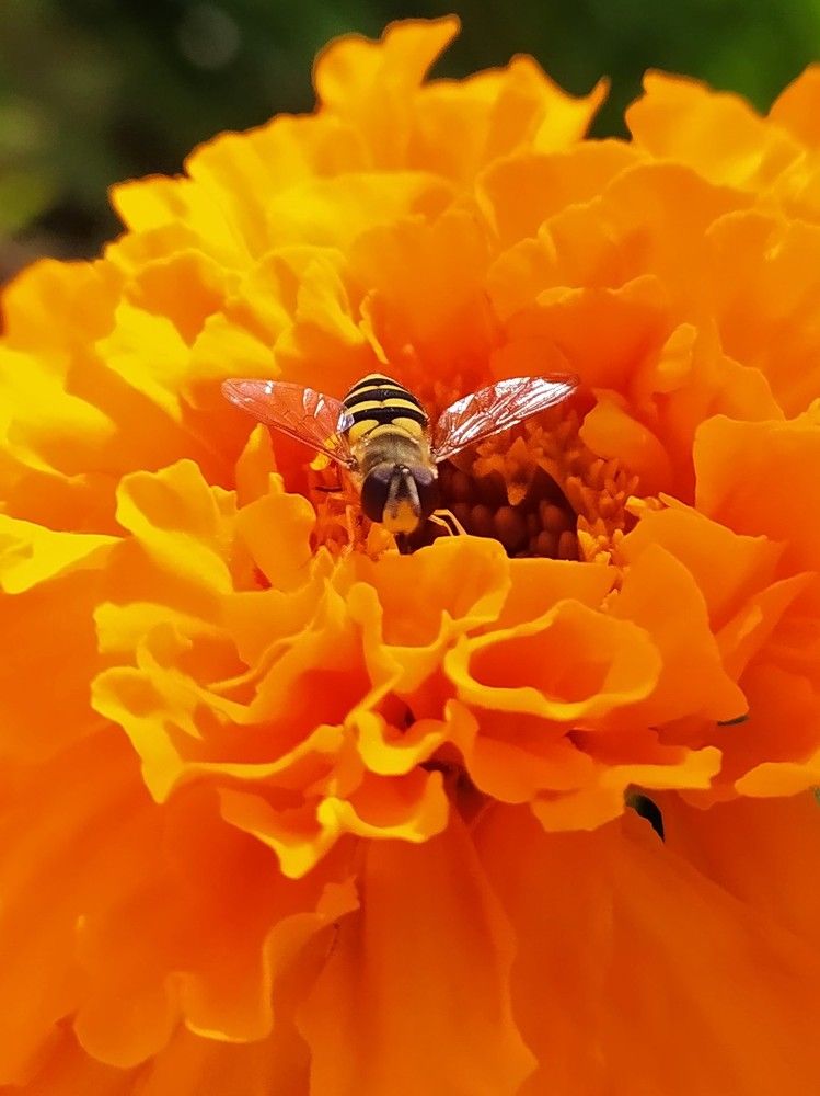 Фотография автора Елена Александрова