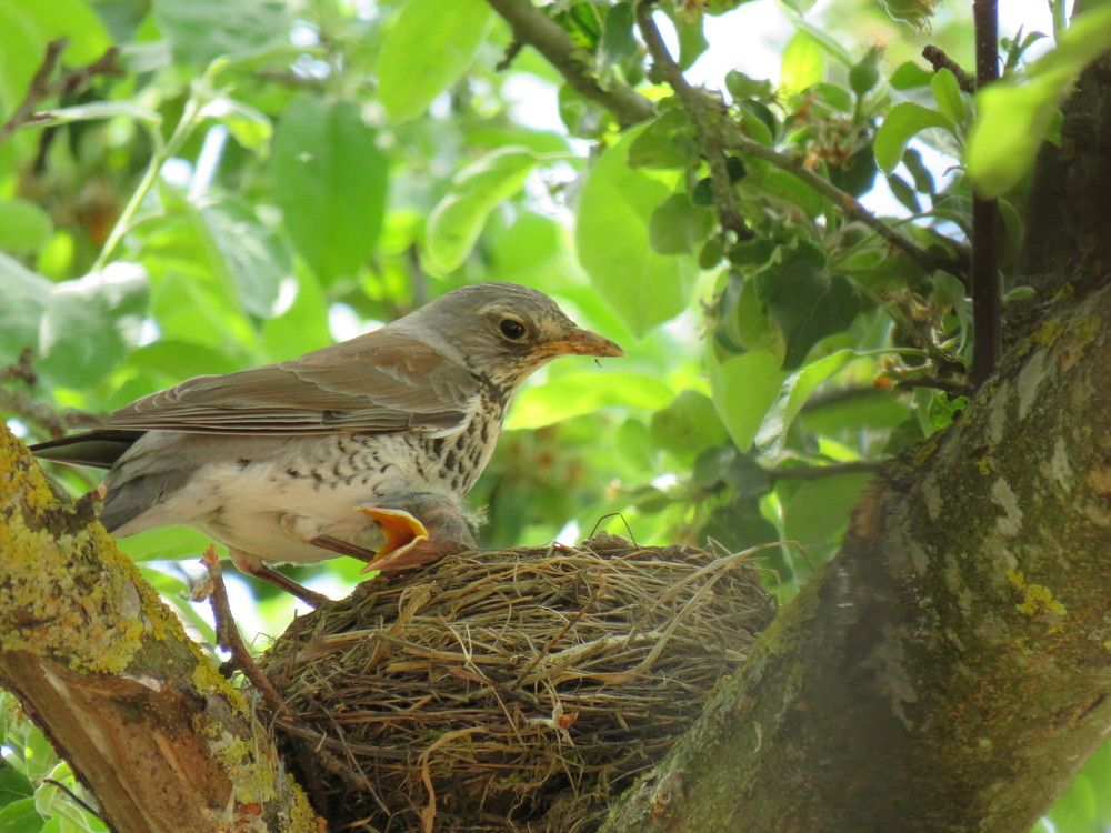 Fieldfare thrush and nestlings