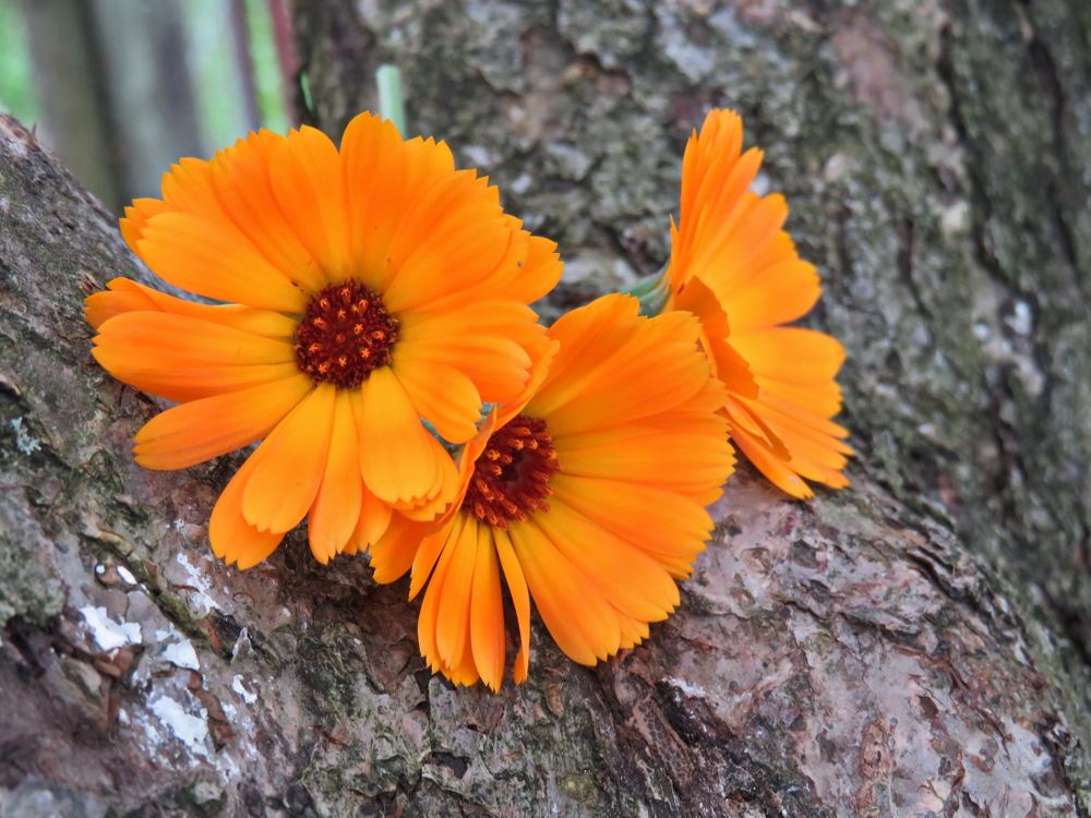 Calendula flowers
