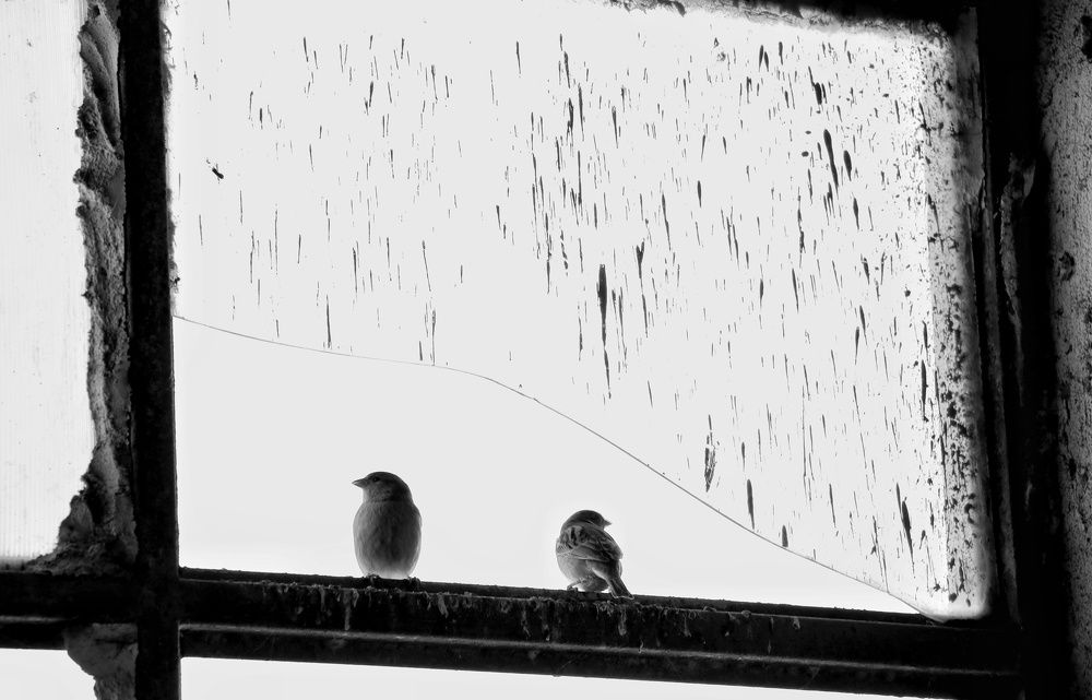 Photograph by hamed farahpour