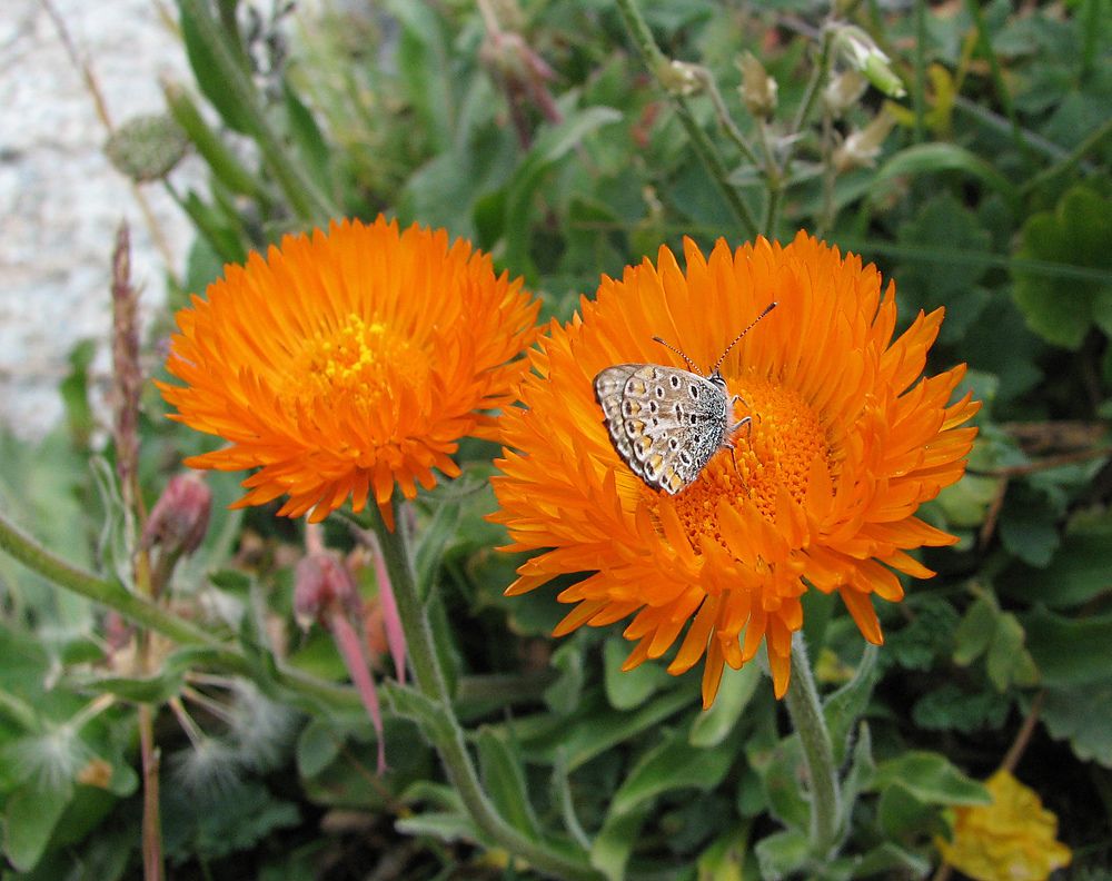 Солнце местного значения