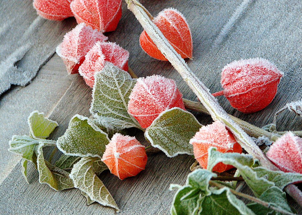 Свежезамороженный