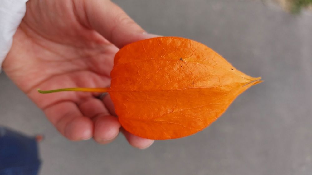 Photograph by ЭЛЬМИРА  ИСМАИЛОВА