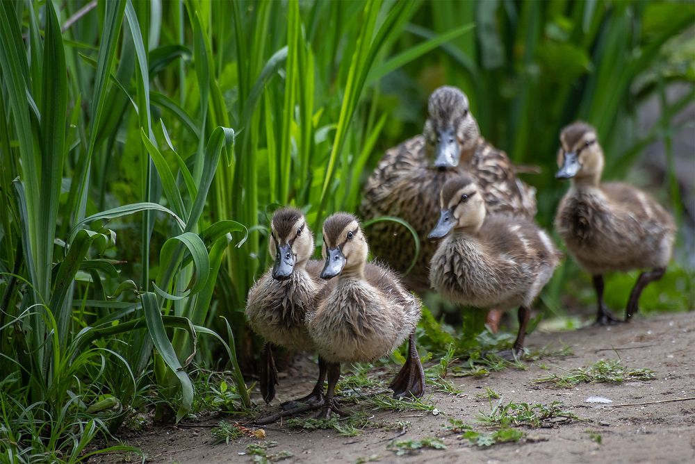 Фотография автора Юлия Сазанова