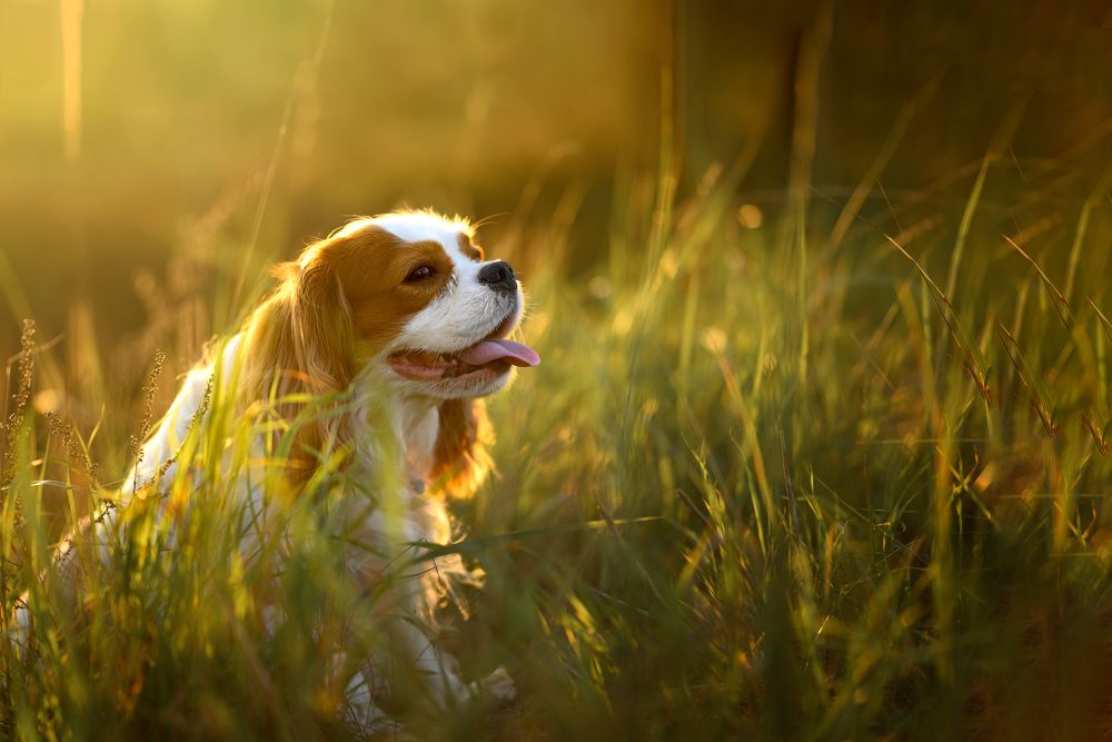 Photograph by Дарья Кончакова