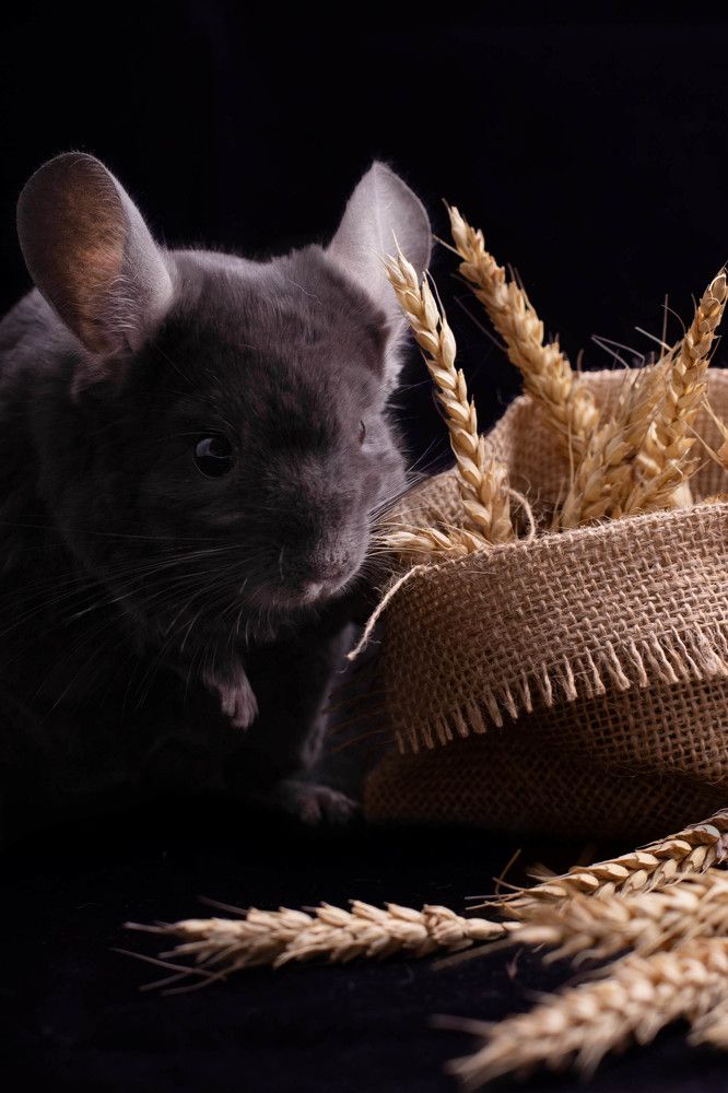 Фотография автора Наталья Смекалина