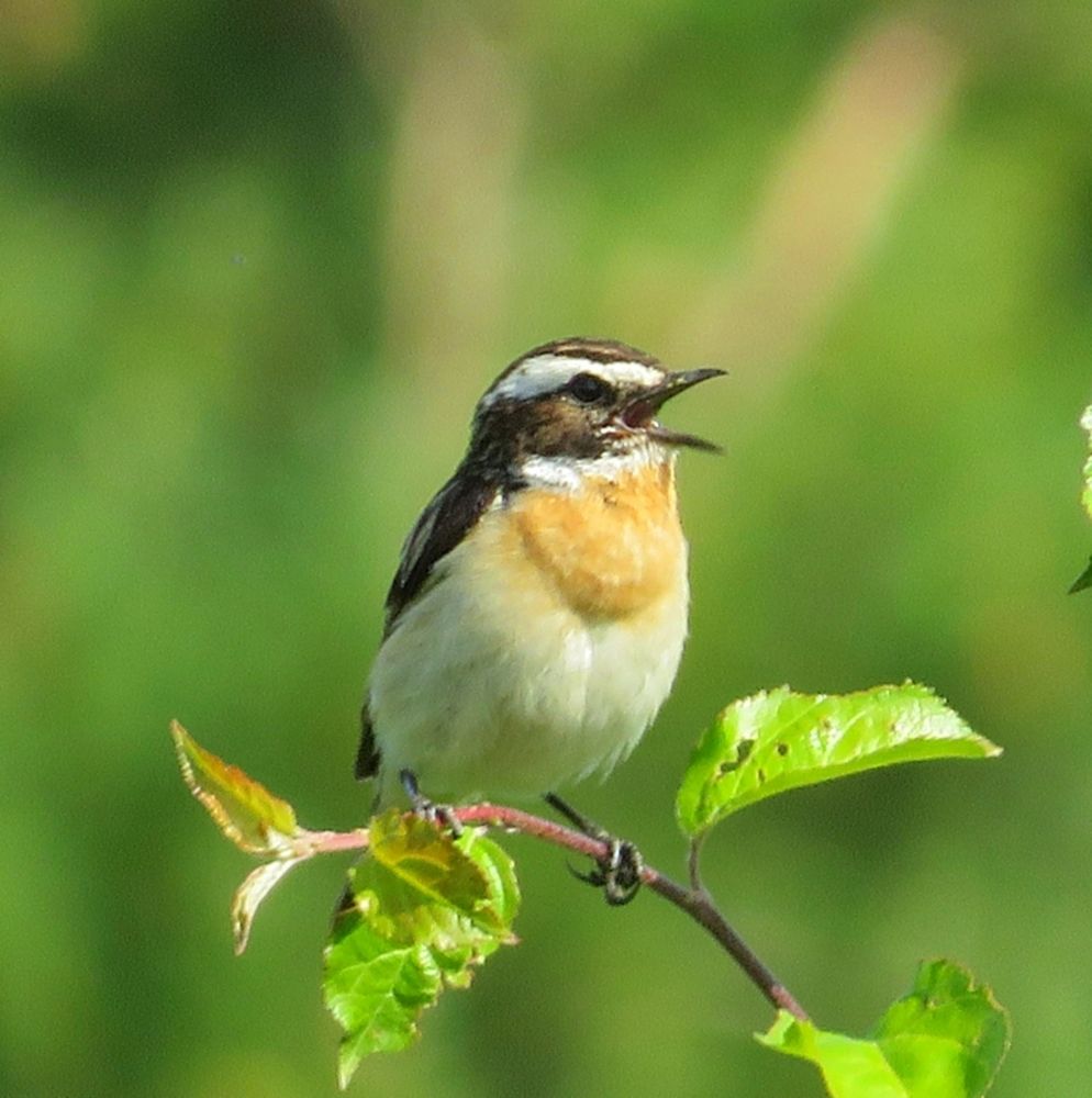 Photograph by Елена Кузина
