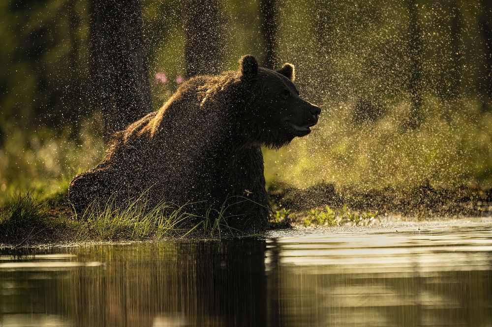 Photograph by Ernestas Balcikonis