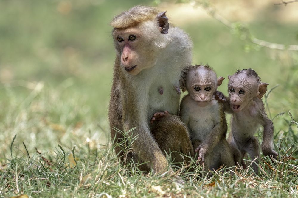 Photograph by Rajeev Amaratunga