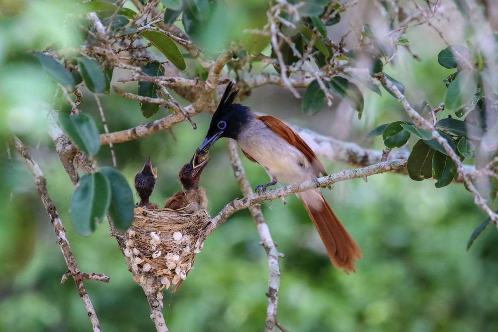 Фотография автора Rajeev Amaratunga