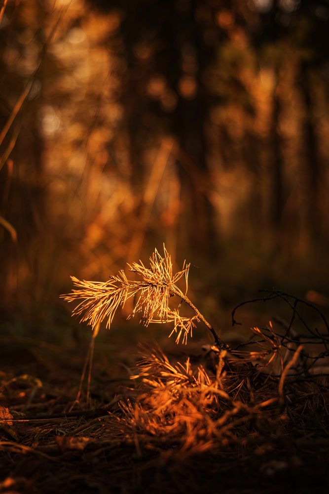 Photograph by Соколова Елена