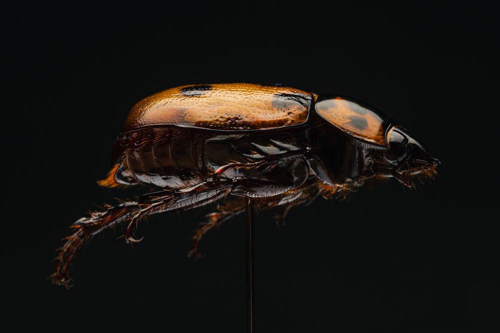 Photograph by Sebastián Bedoy