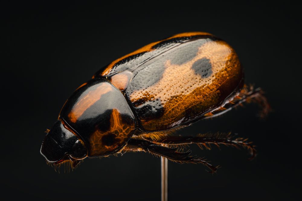 Photograph by Sebastián Bedoy