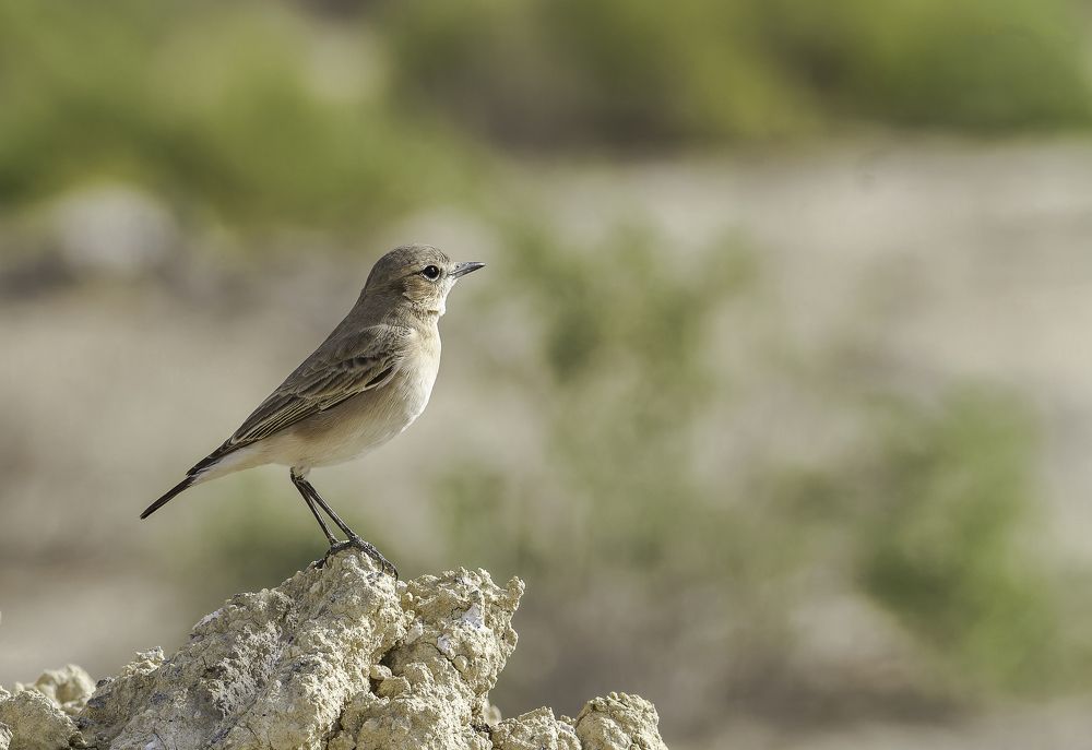 Isebelline Wheatear