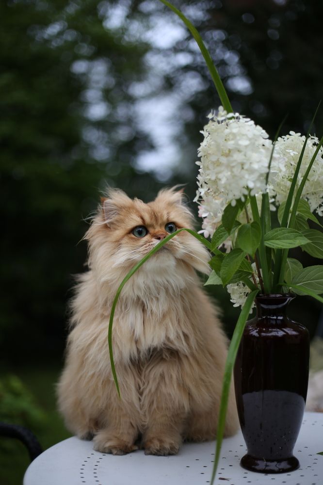 Смеркалось, дубль два