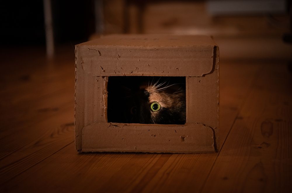 Фотография автора Екатерина Лапаева