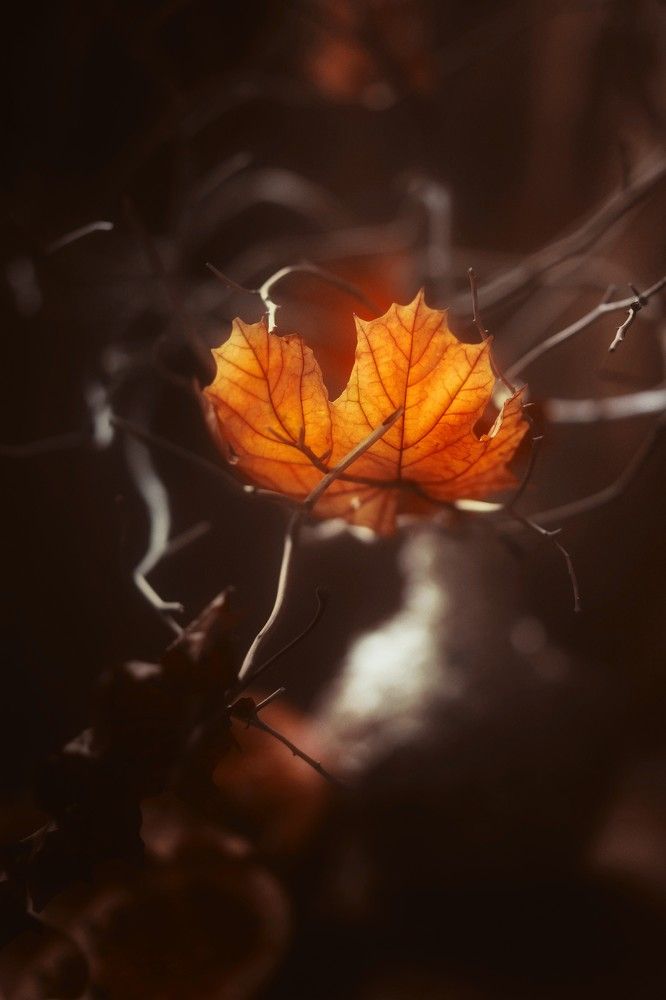 Photograph by Татьяна Максакова