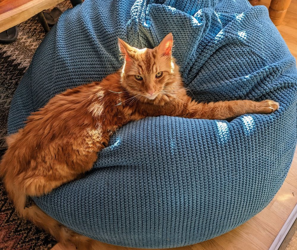 Maine Coon on a Bean Bag